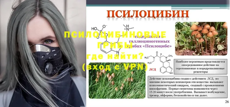 Галлюциногенные грибы Psilocybe  где можно купить наркотик  kraken вход  Борисоглебск 